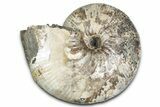 Fossil Ammonite (Rhaeboceras) - Bearpaw Shale, Montana #354622-1